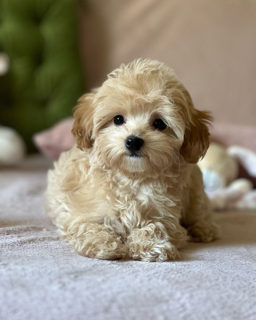 🐾 Male Havanese Puppy for Sale (Sunny) – | Brown Merle Coat | UABR Registered - Image 4